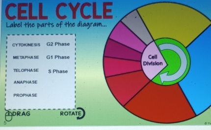 CELL CYCLE 
Label the parts of the diagra 
CYTOKINESIS G2 Phas 
ME TAPHASE G1 Phase 
TELOPHASE S Phase 
ANAPHA SE 
PROPHASE 
DDRAG ROTATE
5
② T