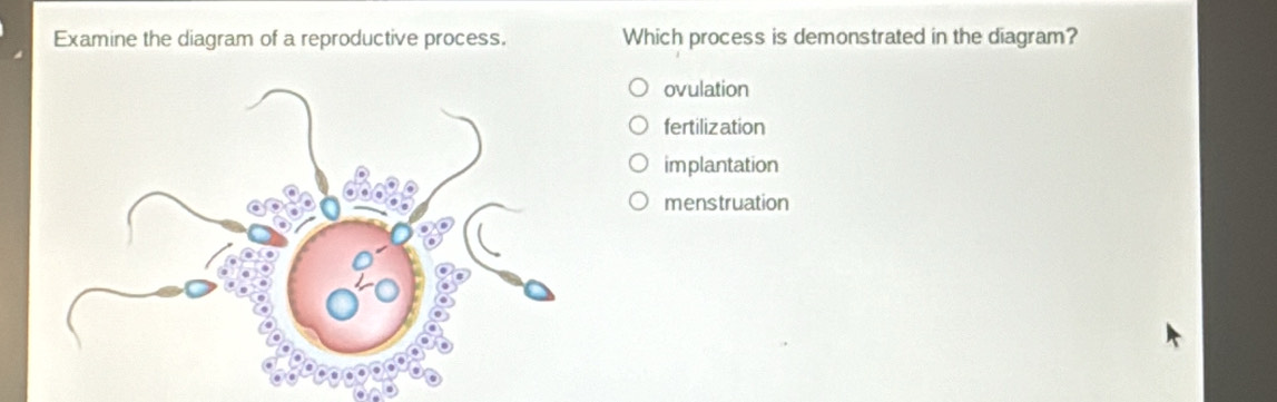 Examine the diagram of a reproductive process. Which process is demonstrated in the diagram?
ovulation
fertilization
implantation
menstruation