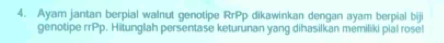 Ayam jantan berpial walnut genotipe RrPp dikawinkan dengan ayam berpial biji 
genotipe rrPp. Hitunglah persentase keturunan yang dihasilkan memiliki pial rose!