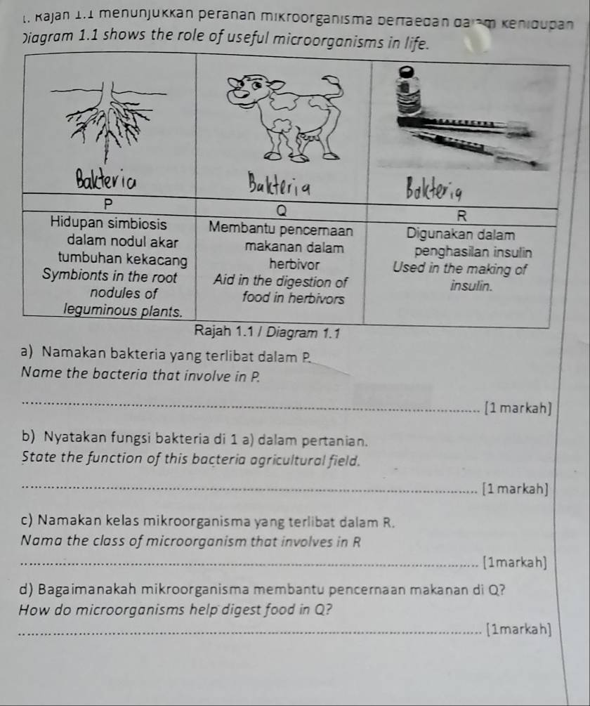 Kajan 1.1 menunjukkan peranan mikroorganısma bertaedan da em Kenidupan 
)iagram 1.1 shows the role of useful mi 
a) Namakan bakteria yang terlibat dalam P
Name the bacteria that involve in P. 
_ 
[1 markah] 
b) Nyatakan fungsi bakteria di 1 a) dalam pertanian. 
State the function of this bacteria agricultural field. 
_ 
[1markah] 
c) Namakan kelas mikroorganisma yang terlibat dalam R. 
Nama the class of microorganism that involves in R
_[1markah] 
d) Bagaimanakah mikroorganisma membantu pencernaan makanan di Q? 
How do microorganisms help digest food in Q? 
_[1markah]