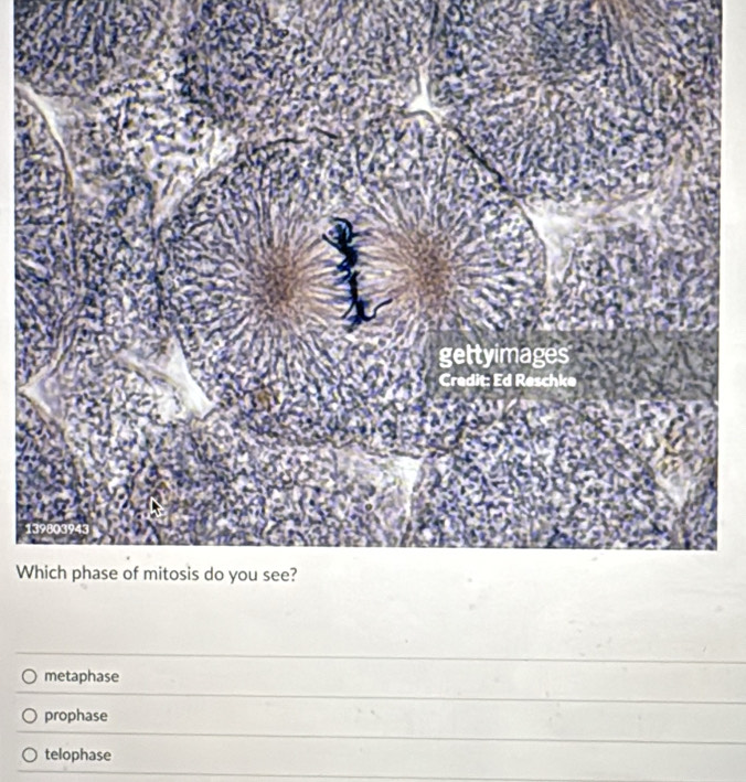 metaphase
prophase
telophase