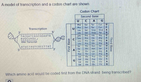 Solved: A model of transcription and a codon chart are shown Codon ...