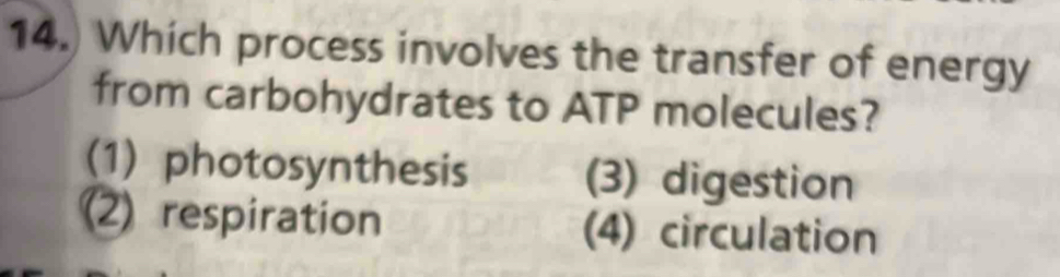 Which process involves the transfer of energy
from carbohydrates to ATP molecules?
(1) photosynthesis (3) digestion
(2) respiration (4) circulation