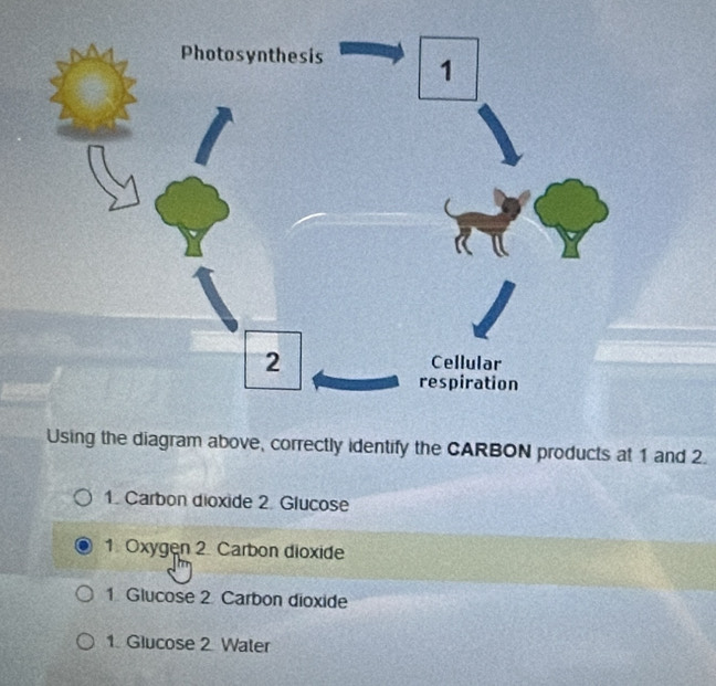 Using the diagram above, correctly identify the CARBON products at 1 and 2. 
1. Carbon dioxide 2. Glucose 
1 Oxygen 2 Carbon dioxide 
1 Glucose 2 Carbon dioxide 
1. Glucose 2 Water