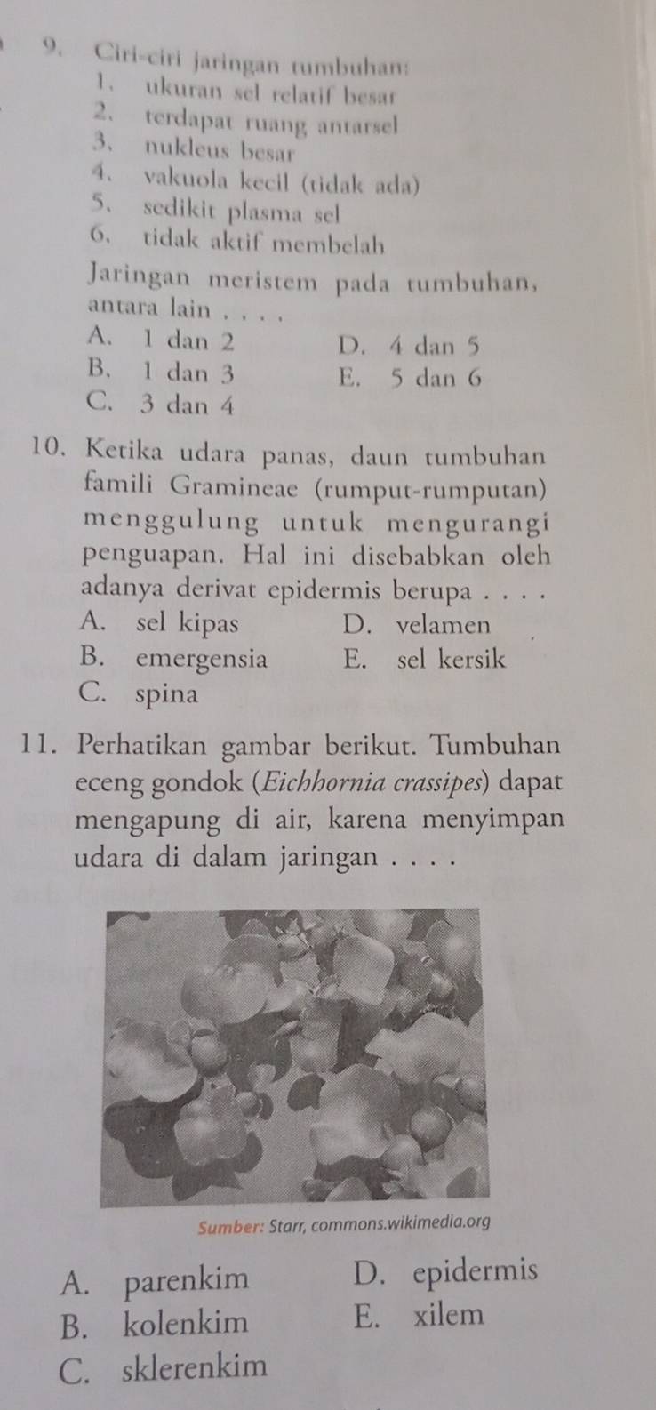 Ciri-ciri jaringan tumbuhan:
1. ukuran sel relatif besar
2. terdapat ruang antarsel
3、 nukleus besar
4. vakuola kecil (tidak ada)
5. sedikit plasma sel
6. tidak aktif membelah
Jaringan meristem pada tumbuhan,
antara lain . . . .
A. 1 dan 2 D. 4 dan 5
B. 1 dan 3 E. 5 dan 6
C. 3 dan 4
10. Ketika udara panas, daun tumbuhan
famili Gramineae (rumput-rumputan)
menggulung untuk mengurangi
penguapan. Hal ini disebabkan olch
adanya derivat epidermis berupa . . . .
A. sel kipas D. velamen
B. emergensia E. sel kersik
C. spina
11. Perhatikan gambar berikut. Tumbuhan
eceng gondok (Eichhornia crassipes) dapat
mengapung di air, karena menyimpan
udara di dalam jaringan . . . .
Sumber: Starr, commons.wikimedia.org
A. parenkim D. epidermis
B. kolenkim E. xilem
C. sklerenkim