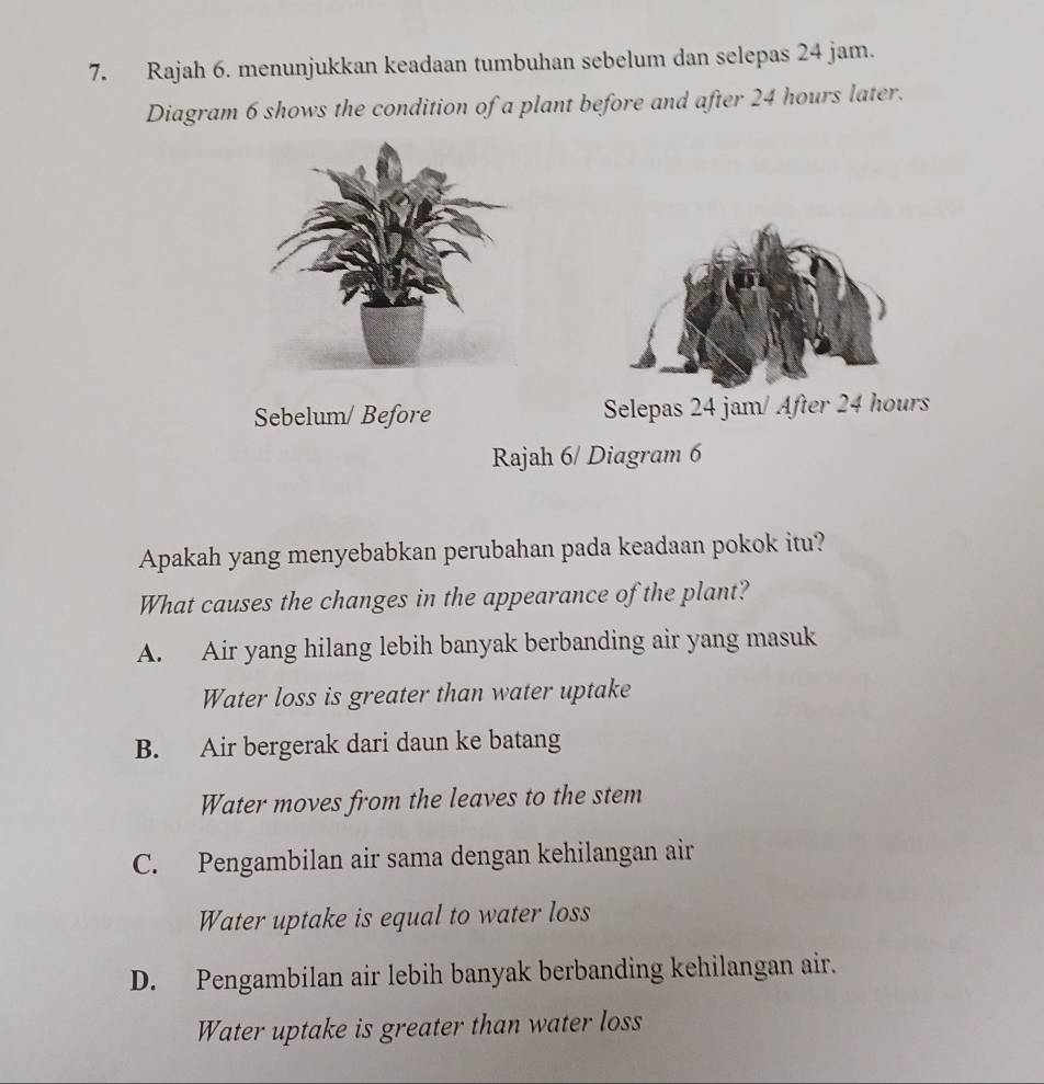 Rajah 6. menunjukkan keadaan tumbuhan sebelum dan selepas 24 jam.
Diagram 6 shows the condition of a plant before and after 24 hours later.

Sebelum/ Before Selepas 24 jam / After 24 hours
Rajah 6/ Diagram 6
Apakah yang menyebabkan perubahan pada keadaan pokok itu?
What causes the changes in the appearance of the plant?
A. Air yang hilang lebih banyak berbanding air yang masuk
Water loss is greater than water uptake
B. Air bergerak dari daun ke batang
Water moves from the leaves to the stem
C. Pengambilan air sama dengan kehilangan air
Water uptake is equal to water loss
D. Pengambilan air lebih banyak berbanding kehilangan air.
Water uptake is greater than water loss