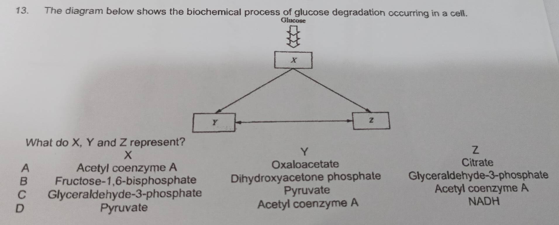 The diagram below shows the biochemical process of glucose degradation occurring in a cell.
What do X, Y and Z represent?
X
Y
2
A Acetyl coenzyme A
Oxaloacetate Citrate
B Fructose -1, 6 -bisphosphate Dihydroxyacetone phosphate Glyceraldehyde -3 -phosphate
C Glyceraldehyde -3 -phosphate Pyruvate Acetyl coenzyme A
D Pyruvate Acetyl coenzyme A
NADH