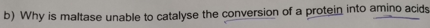 Why is maltase unable to catalyse the conversion of a protein into amino acids