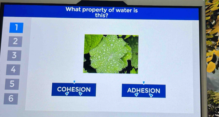 What property of water is 
this?
1
2
3
4
5
COHESION ADHESION
6