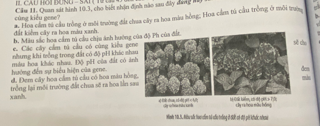 CAU HOI ĐUNG - SAI (Tr
Câu 11. Quan sát hình 10.3, cho biết nhận định nào sau đây đùng mỹ
b.
a. Hoa cầm tú cầu trồng ở môi trường đất chua cây ra hoa màu hồng; Hoa cầm tú cầu trồng ở môi trườa
cùng kiểu gene?
đất kiểm cây ra hoa màu xanh.
b. Màu sắc hoa cầm tú cầu chịu ảnh hưởng củPh của đất.
c. Các cây cầm tú cầu có cùng kiểu gene
ē cho
nhưng khi trồng trong đất có độ pH khác nhau
màu hoa khác nhau. Độ pH của đất có ảnh
hưởng đến sự biểu hiện của gene.dem
d. Đem cây hoa cầm tú cầu có hoa màu hồng,màu
trồng lại môi trường đất chua sẽ ra hoa lần sau
xanh. bị Đất kiểm, có độ pH 7, 0
a) Đất chua, có dộ pH < , 0;
cây 1a hòa màu xanh cây ra hoa màu hóng
Hình 10.3. Màu sắc hoa cầm tú cầu trống ở đất có độ pH khác nhau