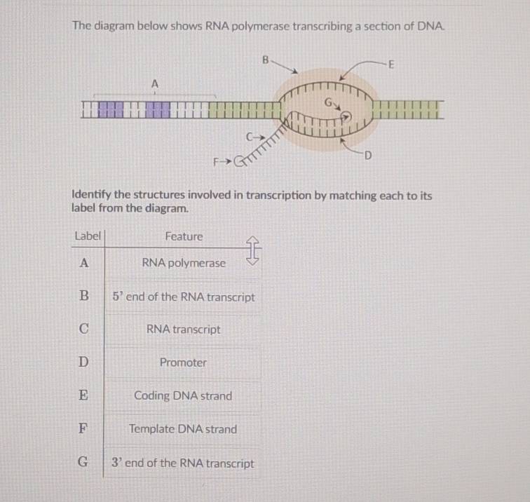 Solved: The diagram below shows RNA polymerase transcribing a section ...