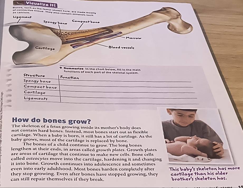 Resuelto:Visualize Itl Rones, such as the femur shown here, are made ...