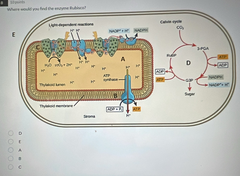 8 10 paints
he enzyme Rubisco?
D
E
A
B
C
