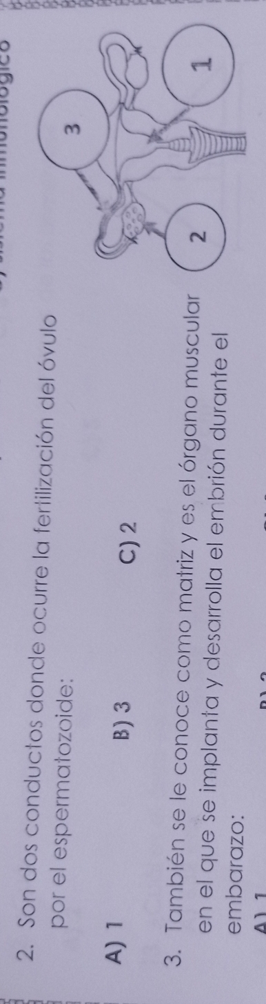 Son dos conductos donde ocurre la fertilización del óvulo
por el espermatozoide:
A) 1 C) 2
B) 3
3. También se le conoce como matriz y es el órgano muscular
en el que se implanta y desarrolla el embrión durante el
embarazo: