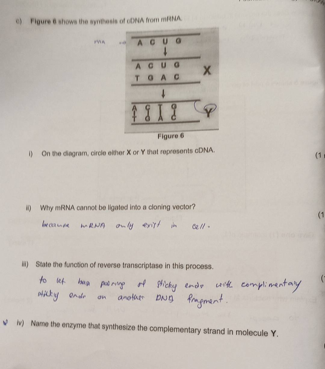 Figure 6 shows the synthesis of cDNA from mRNA. 
Man r=θ A C U G 
A C U G 
T G A C x
↓ 
τ Q 
1 8 A 
a 
Figure 6 
i) On the diagram, circle either X or Y that represents cDNA. 
(1 
ii) Why mRNA cannot be ligated into a cloning vector? 
(1 
iii) State the function of reverse transcriptase in this process. 
iv) Name the enzyme that synthesize the complementary strand in molecule Y.