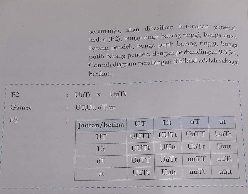 sesamanya, akan dihasilkan keturunan generasi 
kedua (F2), bunga ungu batang tinggi, bunga ungu 
batang pendek, bunga putih batang tinggi, bunga 
putih batang pendek, dengan perbandingan 9:3:3:1. 
Contoh diagram persilangan dihibrid adalah sebagai 
berikut. 
P2 UuTt × UuTt 
: 
Gamet : UT, Ut, uT, ut
F2