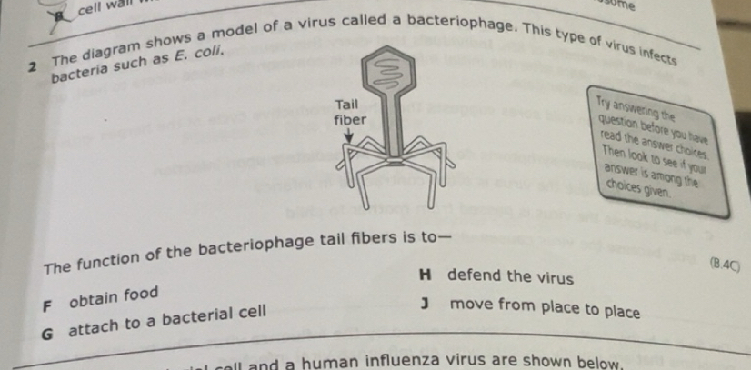 Resuelto:cell wall some 2 The diagram shows a model of a virus called a ...