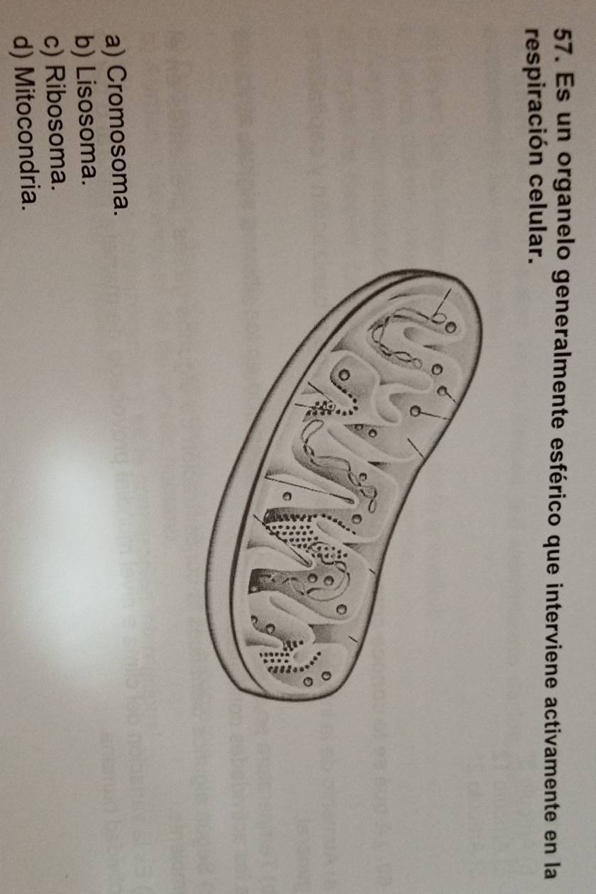 Es un organelo generalmente esférico que interviene activamente en la
respiración celular.
a) Cromosoma.
b) Lisosoma.
c) Ribosoma.
d) Mitocondria.