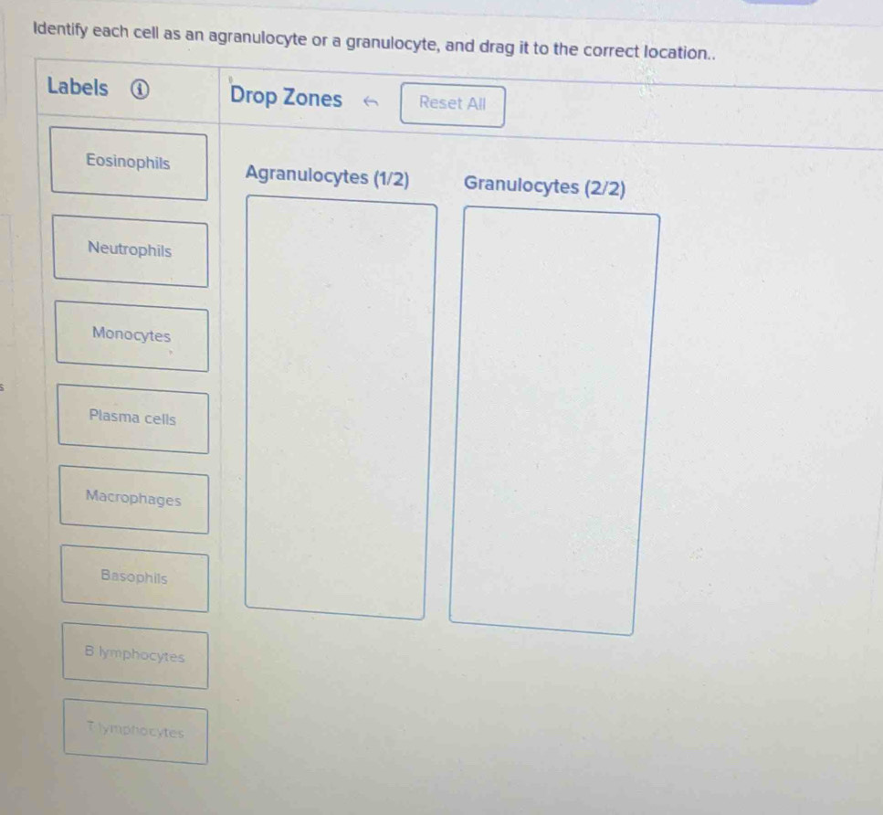 Identify each cell as an agranulocyte or a granulocyte, and drag it to the correct location..
Labels ( Drop Zones Reset All
Eosinophils Agranulocytes (1/2) Granulocytes (2/2)
Neutrophils
Monocytes
Plasma cells
Macrophages
Basophils
B lymphocytes
Tlymphocytes