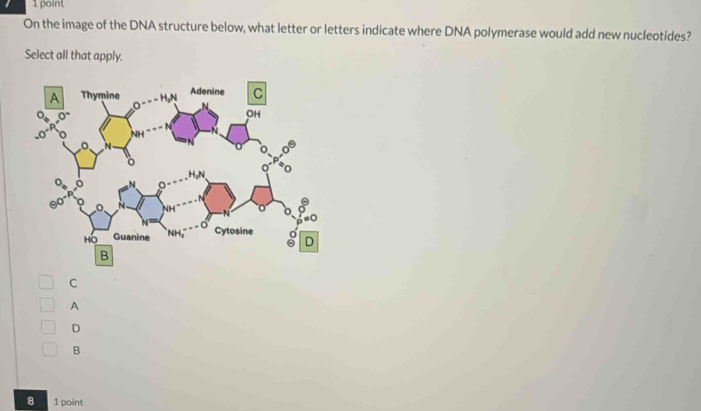 Solved: On the image of the DNA structure below, what letter or letters ...
