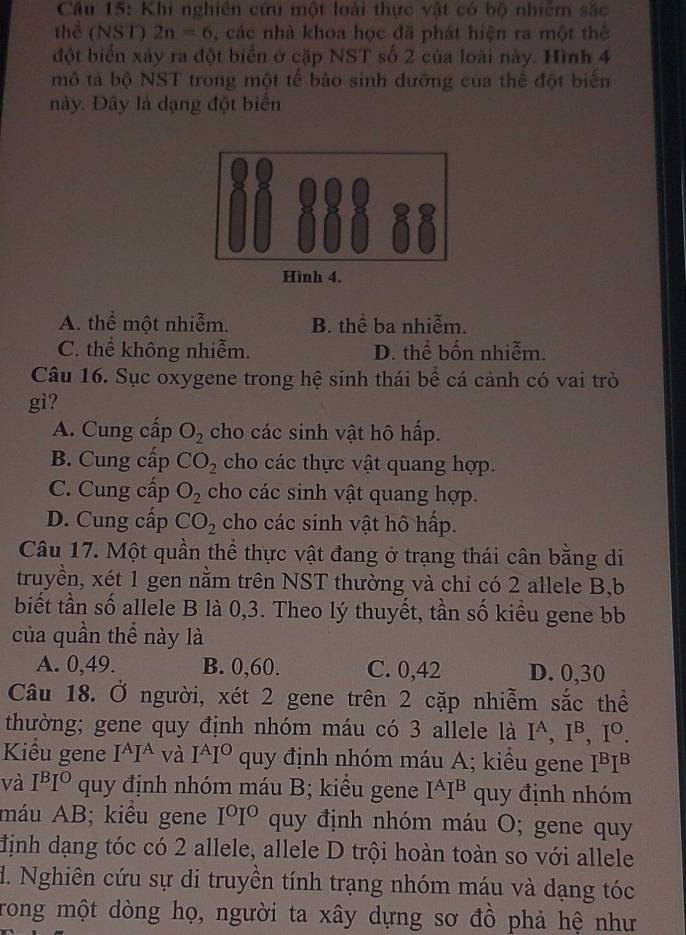 Khi nghiên cứu một loài thực vật có bộ nhiêm sắc
thể (NST) 2n=6 ,  các nhà khoa học đã phát hiện ra một thể
đột biển xảy ra đột biển ở cặp NST số 2 của loài này. Hình 4
mô tả bộ NST trong một tế bảo sinh dưỡng của thể đột biển
này. Đây là dạng đột biển
A. thể một nhiễm. B. thể ba nhiễm.
C. thể không nhiễm. D. thể bốn nhiễm.
Câu 16. Sục oxygene trong hệ sinh thái bể cá cảnh có vai trò
gì?
A. Cung cấp O_2 cho các sinh vật hô hấp.
B. Cung cấp CO_2 cho các thực vật quang hợp.
C. Cung cấp O_2 cho các sinh vật quang hợp.
D. Cung cấp CO_2 cho các sinh vật hô hấp.
Câu 17. Một quần thể thực vật đang ở trạng thái cân bằng di
truyền, xét 1 gen nằm trên NST thường và chỉ có 2 allele B,b
biết tần số allele B là 0,3. Theo lý thuyết, tần số kiểu gene bb
của quần thể này là
A. 0,49. B. 0,60. C. 0,42 D. 0,30
Câu 18. Ở người, xét 2 gene trên 2 cặp nhiễm sắc thể
thường; gene quy định nhóm máu có 3 allele là I^A,I^B,I^O.
Kiểu gene I^AI^A và I^AI^O quy định nhóm máu A; kiểu gene [B]B
và I^BI^O quy định nhóm máu B; kiểu gene I^AI^B quy định nhóm
máu AB; kiểu gene I^0I^0 quy định nhóm máu O; gene quy
định dạng tóc có 2 allele, allele D trội hoàn toàn so với allele
d. Nghiên cứu sự di truyền tính trạng nhóm máu và dạng tóc
Trong một dòng họ, người ta xây dựng sơ đồ phả hệ như