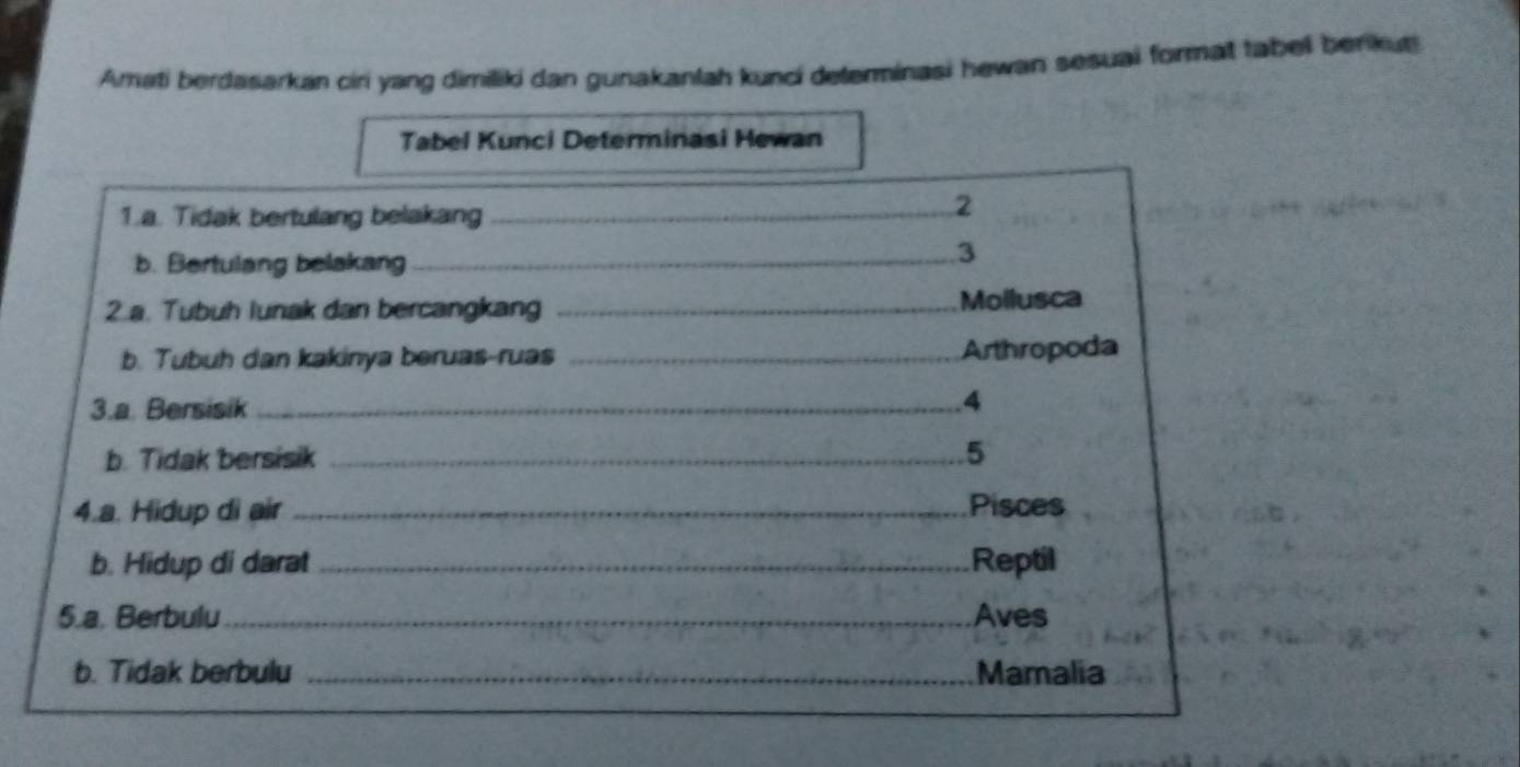 Amati berdasarkan ciri yang dimiliki dan gunakanlah kunci determinasi hewan sesuai format tabe benku 
Tabel Kunci Determinasi Hewan 
1.a. Tidak bertulang belakang_ 
2 
b. Bertulang belakang_ 
3 
2.a. Tubuh lunak dan bercangkang_ 
Mollusca 
b. Tubuh dan kakinya beruas-ruas _Arthropoda 
3.a. Bersisik_ .4 
b. Tidak bersisik _5 
4.a. Hidup di air _Pisces 
b. Hidup di darat _Reptil 
5.a. Berbulu_ Aves 
b. Tidak berbulu _Mamalia