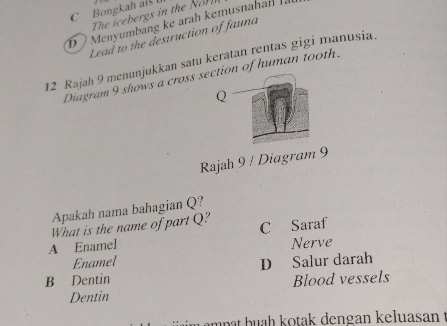 C Bongkah ais 
The icebergs in the Nor
D ) Menyumbang ke arah kemusnahan là
Lead to the destruction of fauna
12 Rajah 9 menunjukkan satu keratan rentas gigi manusia.
Diagram 9 shows a cross son of human tooth.
Rajah 9 / Diagram 9
Apakah nama bahagian Q?
What is the name of part Q? C Saraf
A Enamel Nerve
Enamel D Salur darah
B Dentin Blood vessels
Dentin
m p at b uah kotak dengan keluasan t