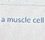 a muscle cell