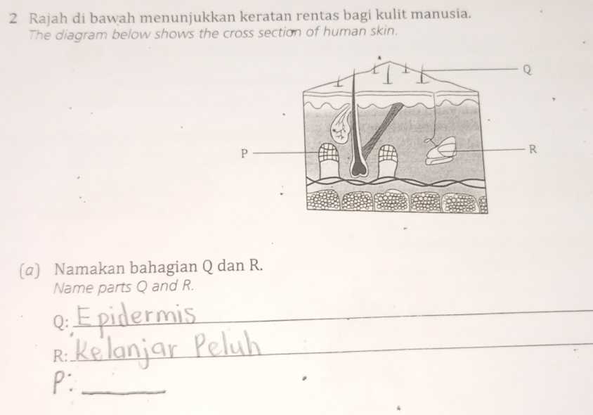 Rajah di bawah menunjukkan keratan rentas bagi kulit manusia. 
The diagram below shows the cross section of human skin. 
(α) Namakan bahagian Q dan R. 
Name parts Q and R.
Q : 
_ 
_
R :
P._