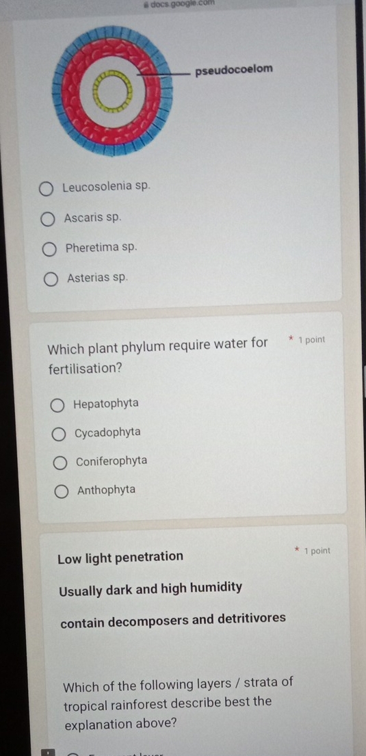 # docs.google.com
Leucosolenia sp.
Ascaris sp.
Pheretima sp.
Asterias sp.
Which plant phylum require water for 1 point
fertilisation?
Hepatophyta
Cycadophyta
Coniferophyta
Anthophyta
Low light penetration
1 point
Usually dark and high humidity
contain decomposers and detritivores
Which of the following layers / strata of
tropical rainforest describe best the
explanation above?