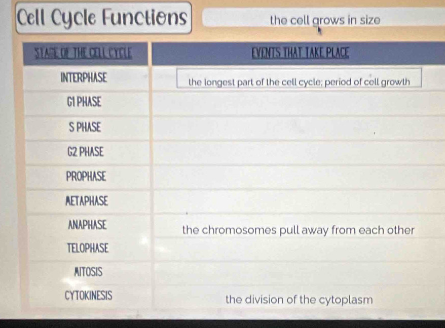 Cell Cycle Functions the cell grows in size