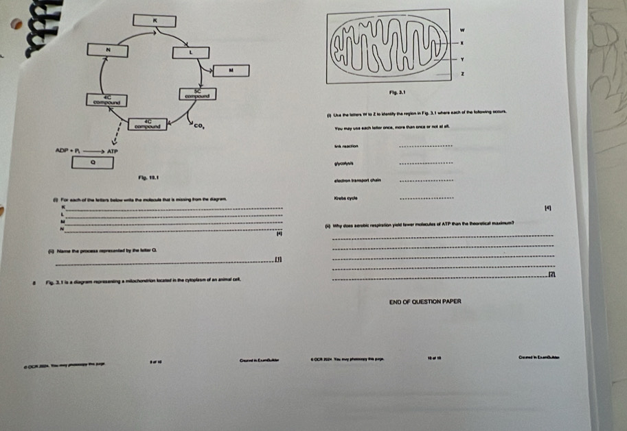 (1) Uise the letters W to Z to ktentifty the region in Fig. 3.1 where each of the foltowing occurs.
You may use each lefter once, more than once or not at all.
link reaction
_
ghycofysis
_
_
(. For eacth of the letters below wnte the molecule that is missing from the diagram Krebs cycla
_
_
_
[4]
_
_
(i) Why does aerobic respiration yiold fower molocutes of ATP than the theoretical maximum?
4
_
Name the process represented by the lultar O.
_
_
_
[J]
_
8 Fig. 3.1 is a diagram representing a milochondrion located in the cytoplasm of an animal cell.
_
END OF QUESTION PAPER
_
_
_... ___Creaned in ExamCubter