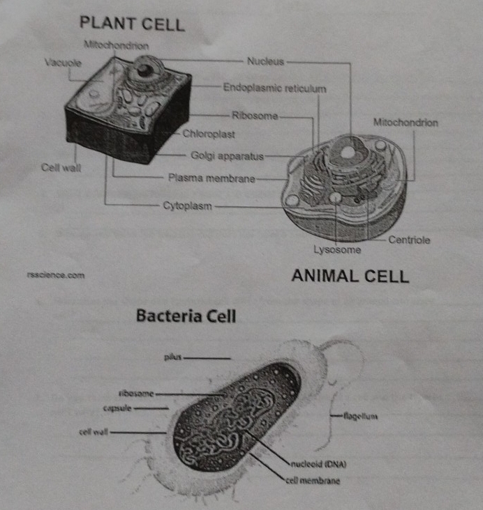 Bacteria Cell