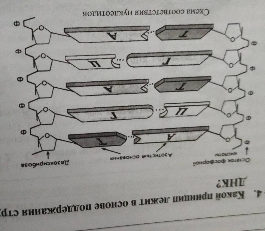 बоाиLOəा्η вияlɔləяl0०ɔ виэх] 
¿HT 
İdlɔ инɐжрəσποи Əяонɔο а ижэг ципниіи дохυη