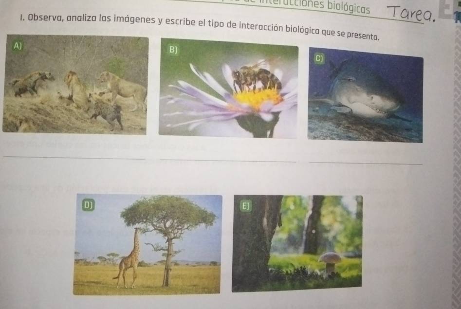 terucciones biológicas Tarea. 
I. Observa, analiza las imágenes y escribe el tipo de interacción biológica que se presenta. 
_ 
_ 
_