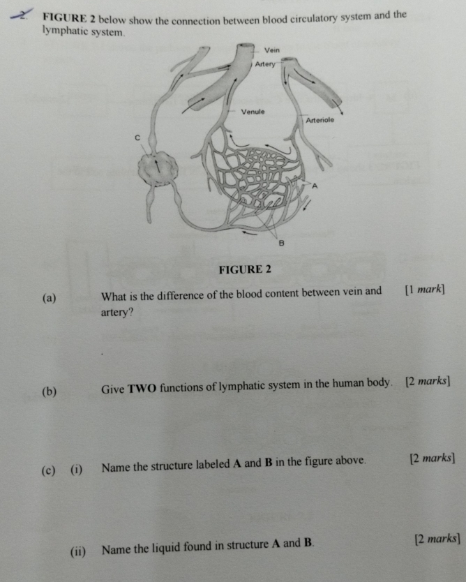 FIGURE 2 below show the connection between blood circulatory system and the 
lymphatic system. 
FIGURE 2 
(a) What is the difference of the blood content between vein and [1 mark] 
artery? 
(b) Give TWO functions of lymphatic system in the human body. [2 marks] 
(c) (i) Name the structure labeled A and B in the figure above. [2 marks] 
(ii) Name the liquid found in structure A and B. [2 marks]