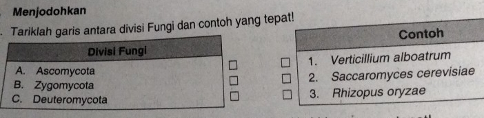 Menjodohkan 
Tariklah garis antara divisi Fungi dan contoh yang tepat! 
Contoh 
1. Verticillium alboatrum 
2. Saccaromyces cerevisiae 
3. Rhizopus oryzae