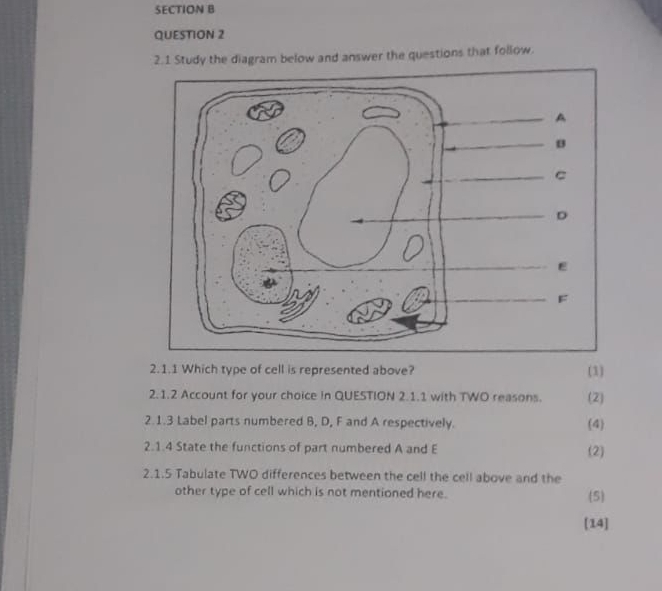 2.1 Study the diagram below and answer the questions that follow. 
2.1.1 Which type of cell is represented above? (1) 
2.1.2 Account for your choice in QUESTION 2.1.1 with TWO reasons. (2) 
2.1.3 Label parts numbered B, D, F and A respectively. (4 
2.1.4 State the functions of part numbered A and E (2) 
2.1.5 Tabulate TWO differences between the cell the cell above and the 
other type of cell which is not mentioned here. (5) 
[14]