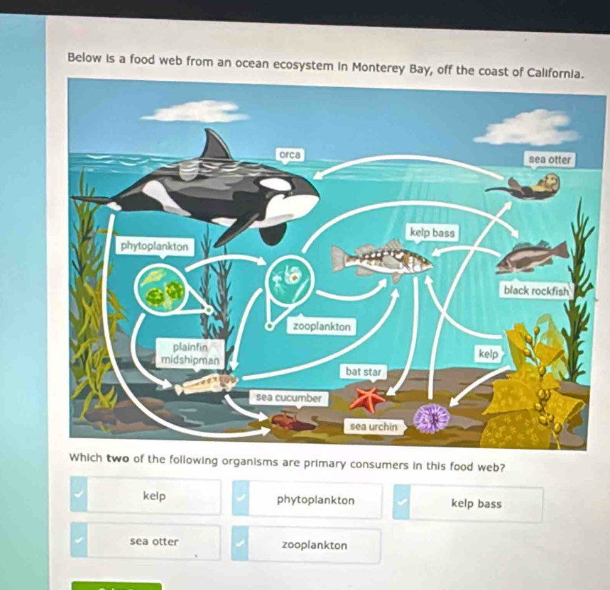 Below is a food web from an ocean ecosystem in Monterey Bay, off the coast of California.
following organisms are primary consumers in this food web?
kelp phytoplankton kelp bass
sea otter zooplankton