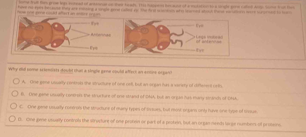 Some fruit flies grow legs instead of antennae on their heads. This happens because of a mutation to a single gene called Antp. Some fruit fies
have no eyes because they are missing a single gene called ey. The first scientists who learned about these variations were surprised to lear
how one gene could affec
Why did some scientists doubt that a single gene could affect an entire organ?
A. One gene usually controls the structure of one cell, but an organ has a variety of different cells.
B. One gene usually controls the structure of one strand of DNA, but an organ has many strands of DNA
C. One gene usually controls the structure of many types of tissues, but most organs only have one type of tissue.
D. One gene usually controls the structure of one protein or part of a protein, but an organ needs large numbers of proteins.