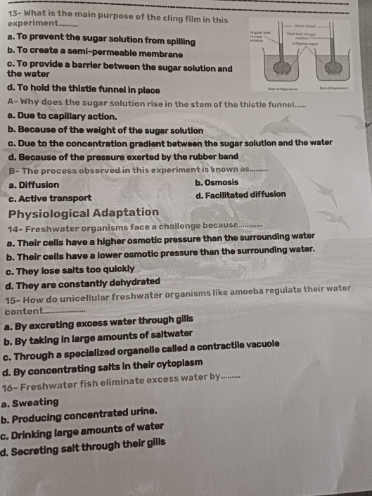 13- What is the main purpose of the cling film in this
experiment._
a. To prevent the sugar solution from spilling
b. To create a semi-permeable membrane
c. To provide a barrier between the sugar solution and
the water
d. To hold the thistle funnel in place 
A- Why does the sugar solution rise in the stem of the thistle funnnel......
a. Due to capillary action.
b. Because of the weight of the sugar solution
c. Due to the concentration gradient between the sugar solution and the water
d. Because of the pressure exerted by the rubber band
B- The process observed in this experiment is know as..........
a. Diffusion b. Osmosis
c. Active transport d. Facilitated diffusion
Physiological Adaptation
14- Freshwater organisms face a challenge because_
a. Their cells have a higher osmotic pressure than the surrounding water
b. Their cells have a lower osmotic pressure than the surrounding water.
c. They lose salts too quickly
d. They are constantly dehydrated
15- How do unicellular freshwater organisms like amoeba regulate their water
content_
a. By excreting excess water through gills
b. By taking in large amounts of saltwater
c. Through a specialized organelle called a contractile vacuole
d. By concentrating salts in their cytoplasm
16- Freshwater fish eliminate excess water by.........
a. Sweating
b. Producing concentrated urine.
c. Drinking large amounts of water
d. Secreting salt through their gills