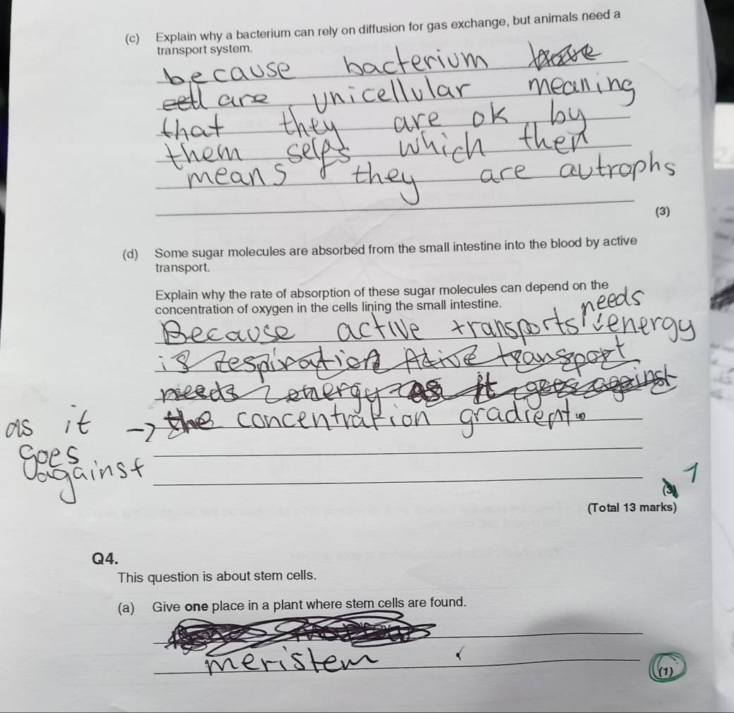 Explain why a bacterium can rely on diffusion for gas exchange, but animals need a 
_ 
transport system. 
_ 
_ 
_ 
_ 
_ 
(3) 
(d) Some sugar molecules are absorbed from the small intestine into the blood by active 
transport. 
Explain why the rate of absorption of these sugar molecules can depend on the 
concentration of oxygen in the cells lining the small intestine. 
_ 
_ 
_ 
_ 
_ 
_ 
_ 
_ 
(Total 13 marks) 
Q4. 
This question is about stem cells. 
(a) Give one place in a plant where stem cells are found. 
_ 
_ 
_ 
(1)