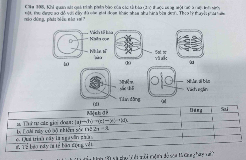 Khi quan sát quả trình phân bảo của các tế bào (2n) thuộc cùng một mô ở một loài sinh
vật, thu được sơ đồ với đầy đủ các giai đoạn khác nhau như hình bên dưới. Theo lý thuyết phát biểu
nào đúng, phát biểu nào sai?
Vách tế bào
Nhân con
Nhân tế Sợi tơ
bào vô sắc
(a) (b) (c)
Nhiễm Nhân tế bào
sắc thể Vách ngăn
(d) Tâm động (e)
Mệnh đề Đúng Sai
a. Thứ tự các giai đoạn: (a)to (b)to (c)to (e)to (d).
b. Loài này có bộ nhiễm sắc thể 2n=8.
c. Quá trình này là nguyên phân.
d. Tế bào này là tế bào động vật.
đển hình (8) và cho biết mỗi mệnh đề sau là đúng hay sai?