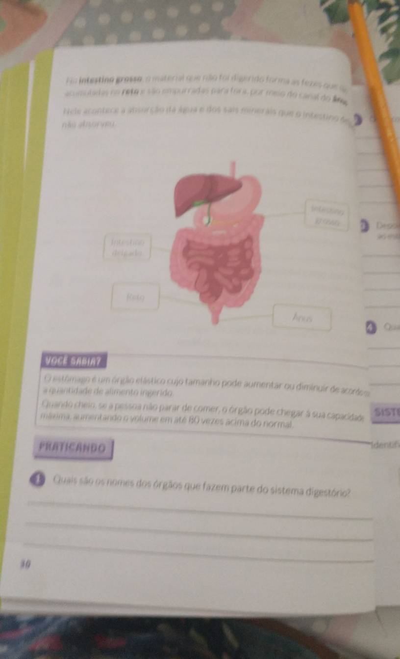 intestino grosso, o material que rão foi digerdo forma as fezes que 
acomutadas no rete e são empurradas para fora, por meio do canal do ln 
Nele acontece a absurção da água e dos sais minerais que o intestino dg 
nǎo shoryey. 
Dessi 

_ 
_ 
_ 
_ 
Q 
_ 
VOCE SABIAZ 
_ 
_ 
O estômago é um órgão elástico cujo tamanho pode aumentar ou diminuir de acordes_ 
a quantidade de alimento ingerido. 
Quando cheio, se a pessoa não parar de comer, o órgão pode chegar à sua capacidade SISTI 
máxima, aumentando o volume em até BO vezes acima do normal. 
PRATICANDO Identif 
_ 
Quais são os nomes dos órgãos que fazem parte do sistema digestório? 
_ 
_ 
30