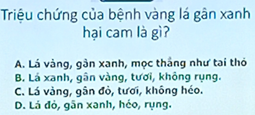 Triệu chứng của bệnh vàng lá gân xanh
hại cam là gì?
A. Lá vàng, gàn xanh, mọc thắng như tai thỏ
B. Lá xanh, gân vàng, tươi, không rụng.
C. Lá vàng, gân đỏ, tươi, không héo.
D. Lá đỏ, gãn xanh, héo, rụng.