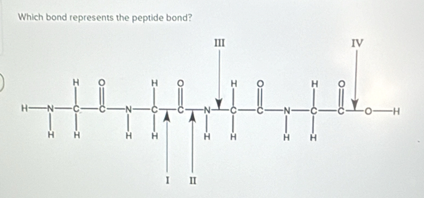 Which bond represents the peptide bond?