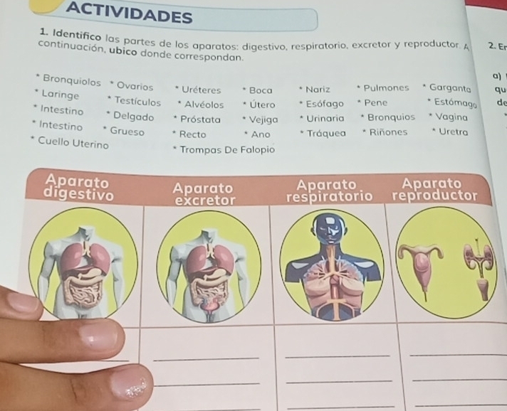 ACTIVIDADES 
1. Identifico las partes de los aparatos: digestivo, respiratorio, excretor y reproductor. A 2. Er 
continuación, ubico donde correspondan. 
a) 
Bronquiolos * * Ovarios Uréteres Boca Nariz Pulmones Garganta qu 
Laringe Testículos Alvéolos Útero Esófago Pene Estómago de 
Intestino Delgado Próstata Vejiga Urinaria Bronquios Vagina 
Intestino Grueso Recto Ano Tráquea Riñones Uretra 
Cuello Uterino 
Trompas De Falopio 
Aparato Aparato 
Aparato Aparato 
digestivo reproductor 
excretor respiratorio 
_ 
_ 
_ 
_ 
_ 
_ 
_ 
_