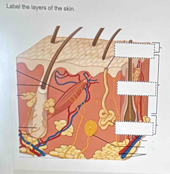 Label the layers of the skin.