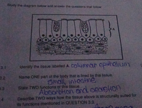 Study the diagrem below and answer the questions that follow: 
3.1 Identify the tissue labelled A. 
3.2 Name ONE part of the body that is lined by this tissue. 
.3 State TWO functions of this tissue. 
.4 Describe TWO ways how the tissue above is structurally suited for 
its functions mentioned in QUESTION 3.3.