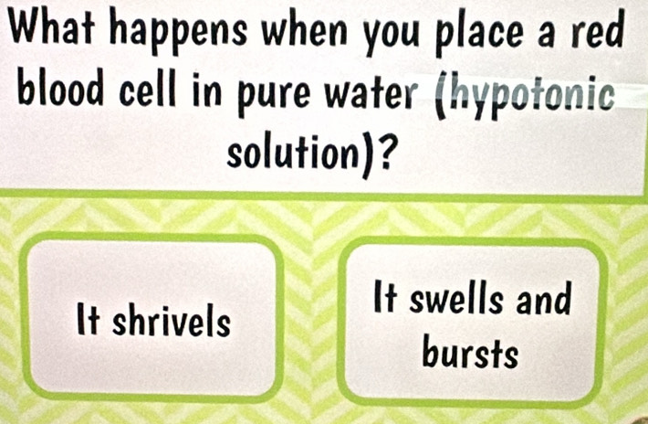 What happens when you place a red 
blood cell in pure water (hypotonic 
solution)? 
It shrivels 
It swells and 
bursts